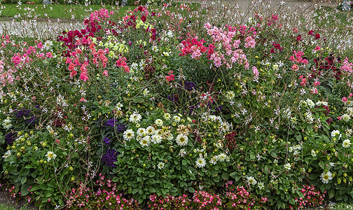 花花床粉色紫色园艺白色植物植物学花坛绿色红色叶子图片