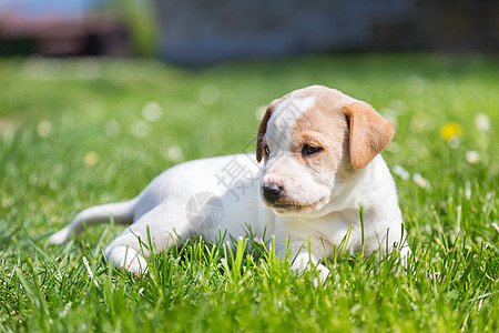 躺在草地上的可爱的小狗狗犬类动物睡觉庇护所耳朵花园宠物品种猎犬眼睛图片