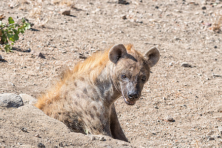 女性发现hyaena图片