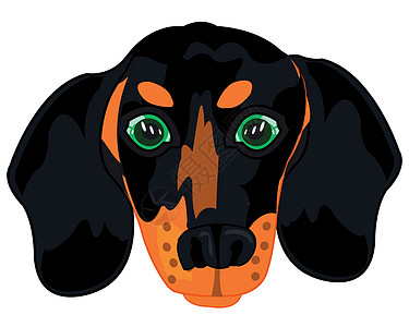 狗 Dachshund 肖像的矢量插图图片