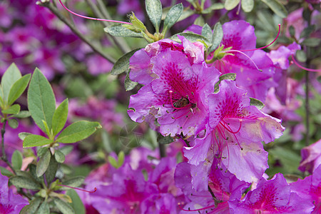 罗莎罗萨罗波索绿色粉色叶子昆虫玫瑰菜叶蜜蜂紫红色花园植物图片