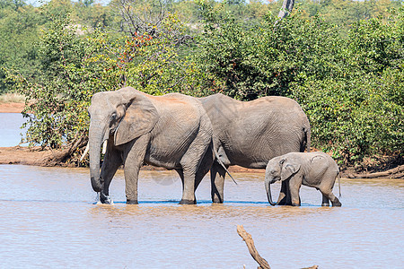 非洲大象在塞布尔大坝中饮用图片