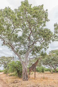 站在一棵大树下面的南非吉拉菲图片