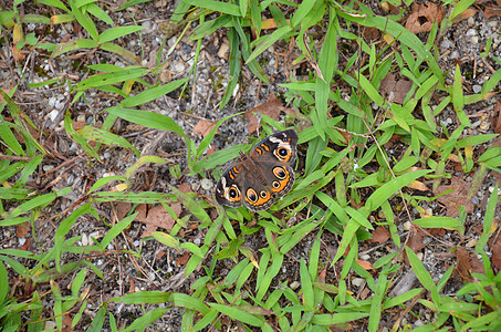 橙和棕蝴蝶或绿草上的飞蛾图片