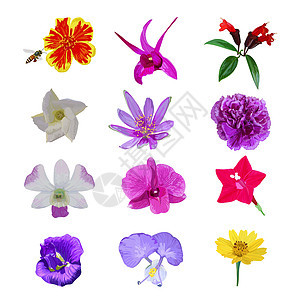 白色背面的多彩 现实和孤立的花朵收藏集g收藏紫色蜜蜂兰花艺术花园花束插图植物花瓣图片