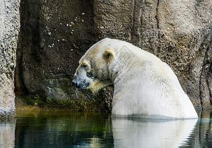 水中北极熊的近距离切片肖像 北极圈中的脆弱动物物种图片