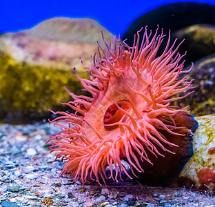 小珠海葵的美丽特写 来自地中海和大西洋的热带水生动物 海洋生物背景图片