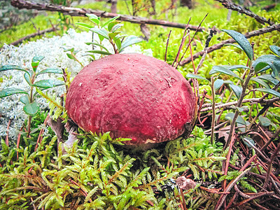 Penny bunb 蘑菇 Boletus 在森林中生长的布满背景驯鹿包子宏观荒野季节森林松树植物蓝色食物国王图片