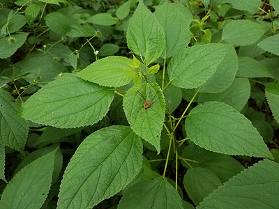 有长腿的蜘蛛 有绿叶的植物图片