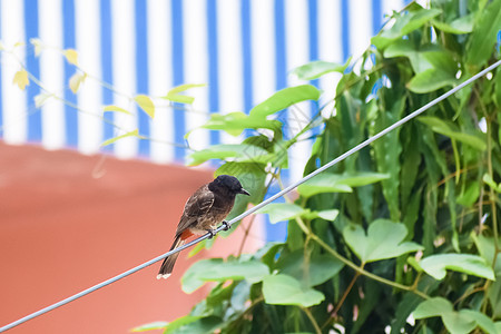 电线鸟八哥 雀形目八哥鸟类 美丽而非常小 在电线中发现 Bulbul Myna Sparrow Pigeon 和 Babbler 是印背景