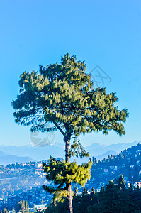 针叶松针叶树或蓝松  一种大型喜马拉雅常绿乔木 其叶子呈蓝色 独自矗立在蓝天和遥远的喀喇昆仑山脉和兴都库什山脉的映衬下松子荒野高图片