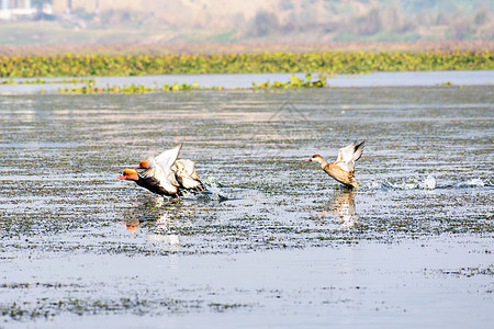 一群迁徙的红冠潜鸭在湖上飞翔 在印度内拉帕图鸟类保护区内洛尔安得拉邦西高止山脉发现的淡水和沿海鸟类 鸟类生活的天堂图片