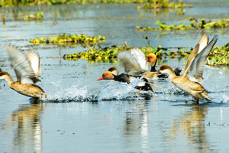 一群迁徙的红冠潜鸭在湖上飞翔 在鸟类保护区印度的水鸟中发现的淡水和沿海鸟类 鸟类生活的天堂运动多样性海鸥团结生物火烈鸟濒危旅游河图片