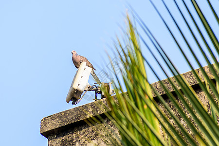 一只小鸽子 一只长尾鸽鸟 坐在房子屋顶上城市天际信鸽日落野外动物边缘生物体脊椎动物动物群捕蝇器图片
