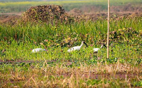 一群小白鹭 在印度西孟加拉邦尼奥拉谷国家公园发现的小白鹭 鹭科鹭科的一种 常见于湿地湖泊河流和河口渔村时间水鸟野生动物鸟群动物风图片