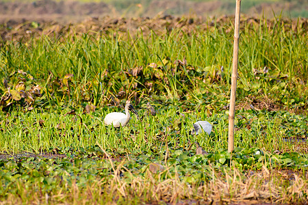一群小白鹭 在印度西孟加拉邦尼奥拉谷国家公园发现的小白鹭 鹭科鹭科的一种 常见于湿地湖泊河流和河口野鸭观鸟生物热带雨林海鸥保护区图片