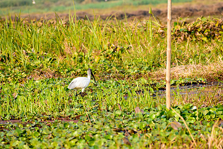 一群小白鹭 在印度西孟加拉邦尼奥拉谷国家公园发现的小白鹭 鹭科鹭科的一种 常见于湿地湖泊河流和河口淡水热带雨林雨季野鸭阳光生物体图片