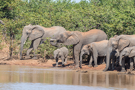 非洲大象牧群在可able水坝图片