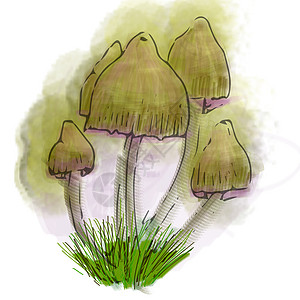 在摄影店里做了说明 照片店里的蘑菇是有条件的可食用立方体植物群荒野帽子危险药品菌类魔法木头季节图片