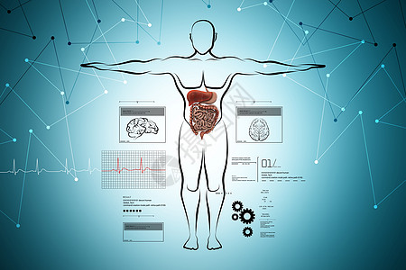 具有消化系统的人的身体图表胆囊医疗解剖学腹部横截面胰腺药品插图消化图片