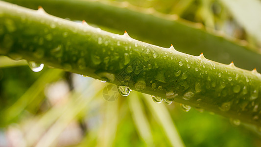 尖尖的龙舌兰杂色植物 龙舌兰龙舌兰 在降雨后叶子上有水 在树叶上洒下毛毛雨 雨滴沉淀雨水 潮湿的天气背景种子农场气氛农田食物雨量图片