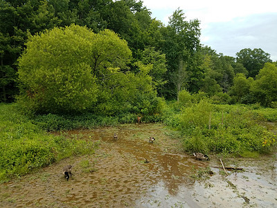 泥地沼泽或湿地的鹅和鹿动物绿色植物野生动物树木图片