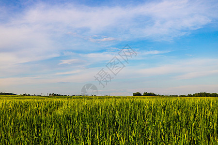 绿地和蓝天空 云彩明亮天空农业爬坡草地农村天气蓝色季节风景环境图片