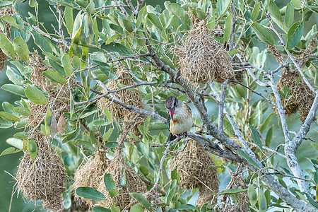 桃胶燕窝在树枝上鸟巢之间的 棕色海王捕鸟者背景