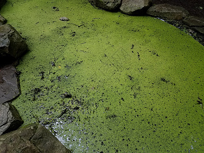 绿藻类或含岩石的湖泊或池塘水中的植物图片