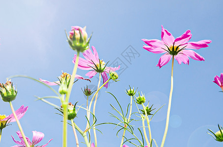 蓝色天空上的宇宙花朵图片