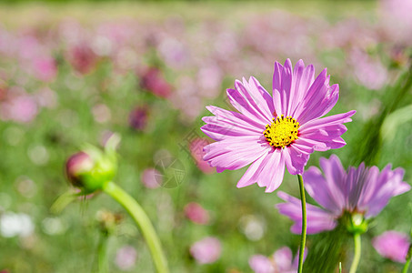 宇宙的花朵开着植物群紫色场地公园蓝色花瓣花园植物学日落植物图片