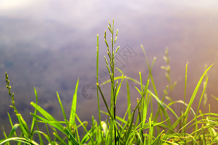 美丽的自然背景 日落 夏草 野性 上帝 太阳光线 神奇的背景力量荒野悲伤太阳冥想康复寂寞柔光空间射线图片