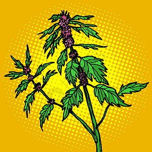 母奶药用植物花园花瓣紫色心脏病卡通片狮子绘画叶子益母草流行音乐图片