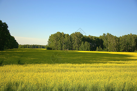 森林边缘的鲜花小麦田地 风景旅行植物群场景生长国家花园草本植物季节粮食宏观图片