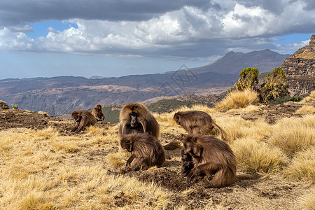西米安山的Gelada 埃蒂奥皮亚情调狒狒灵长类猿猴生物国家草原毛皮头发异国图片