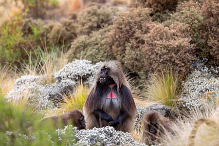 西米安山的Gelada 埃蒂奥皮亚国家狒狒动物野生动物毛皮生物草原公园男性猿猴图片