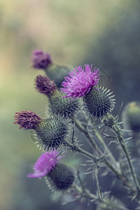 卡杜乌斯坚果野花荒野叶子蜜蜂季节花心植物紫色花园草本植物图片