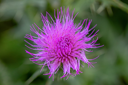 卡杜乌斯坚果植物群植物学蜜蜂荒野草本植物叶子环境花心季节宏观图片