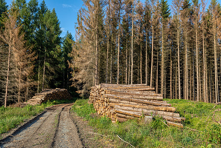 森林中伐木木材的管道加工原木林业环境木头收获材料云杉森林圆圈生态活力图片