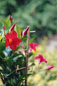 红红色曼德维拉玫瑰植物盒子生长光圈植物学季节叶子建筑花园宏观图片
