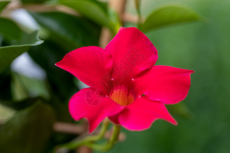 红红色曼德维拉玫瑰热带宏观盒子生长茉莉花植物叶子花园花瓣建筑图片