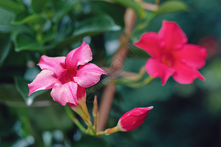 红红色曼德维拉玫瑰季节花瓣光圈叶子热带花园生长植物学建筑植物群图片