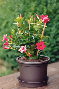 红红色曼德维拉玫瑰生长建筑花园茉莉花季节植物花瓣盒子植物群植物学图片