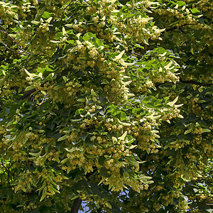 夏季Tilia Linden或石灰树的黄花和绿叶 Drujba区植物学香气叶子草本植物植物椴树药品植物群收藏图片