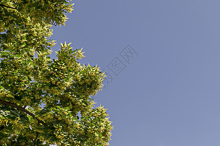 夏季Tilia Linden或石灰树的黄花和绿叶 Drujba区叶子收藏植物药品椴树植物群香气草本植物植物学图片