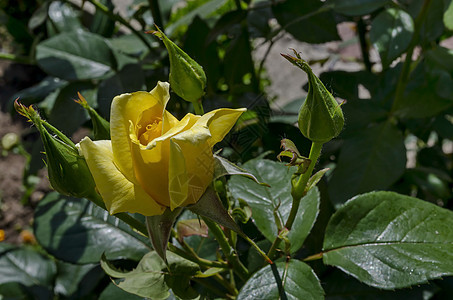 在Drujba区花园的花朵中鲜青黄玫瑰花朵热情纪念日脆弱性周年植物植物群庆典花瓣礼物植物学图片