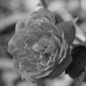 黄昏时分 在得克萨斯州的一个花园里 有选择地聚焦玫瑰的柔和 精致的黑白照片绿色创造力白色焦点花朵选择性黑与白背景