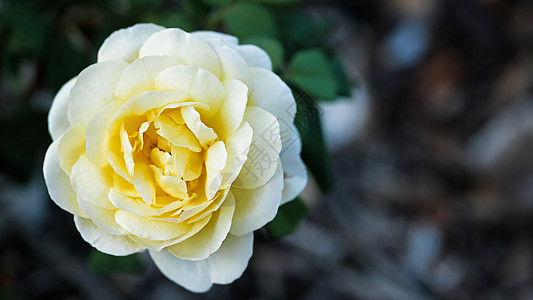 在黄昏的花园里 有选择性地 集中了一丝柔软的轻光黄色德克萨斯州玫瑰花朵绿色创造力焦点花朵背景图片