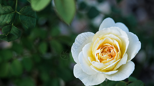 在黄昏的花园里 有选择性地 集中了一丝柔软的轻光黄色德克萨斯州玫瑰花朵绿色花朵创造力焦点背景图片