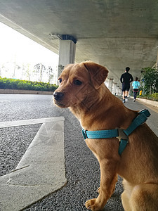 公园金色采集器哺乳动物背脊宠物小狗朋友猎犬犬类舌头棕色图片